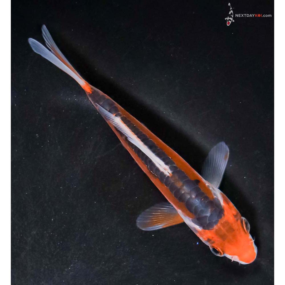 4.5” Imported Shusui - Image 3