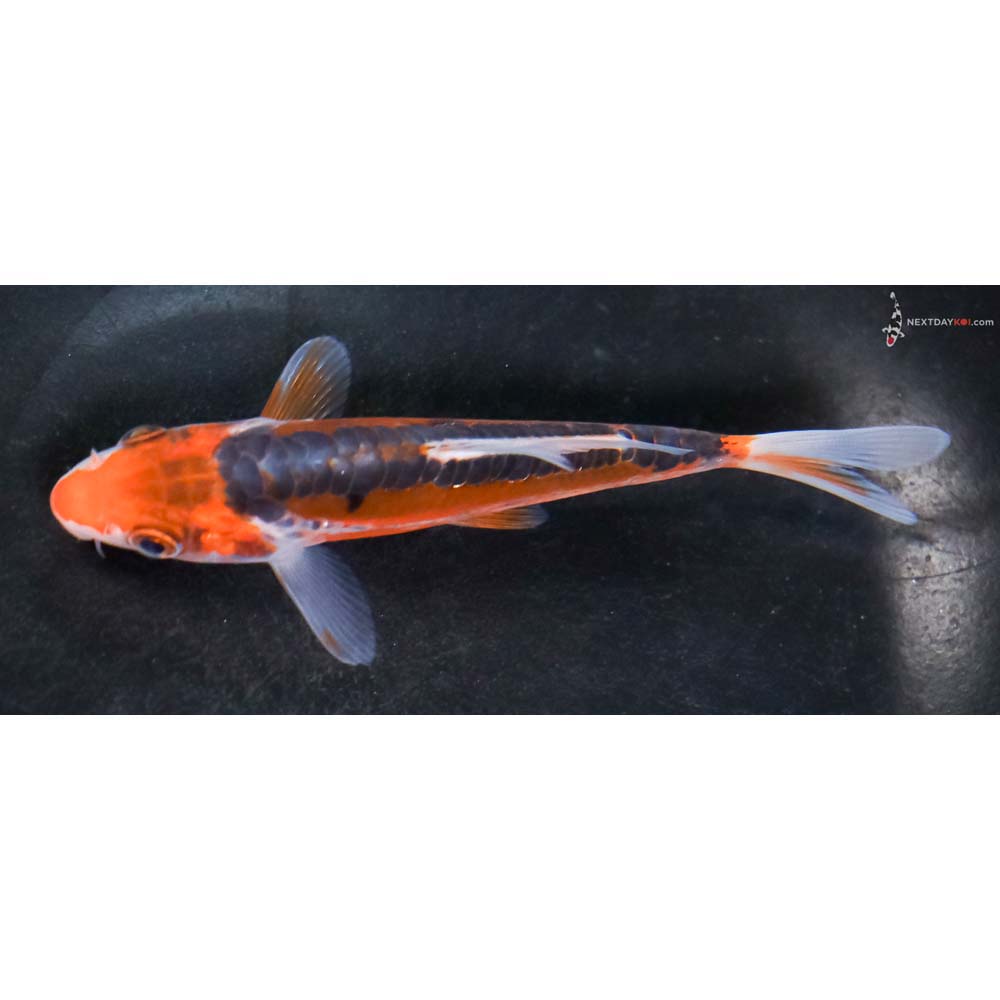 4.5” Imported Shusui - Image 4