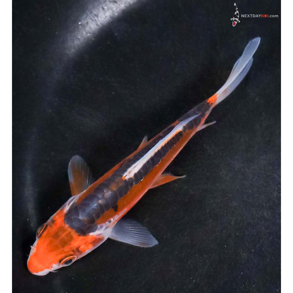 4.5” Imported Shusui - Image 5