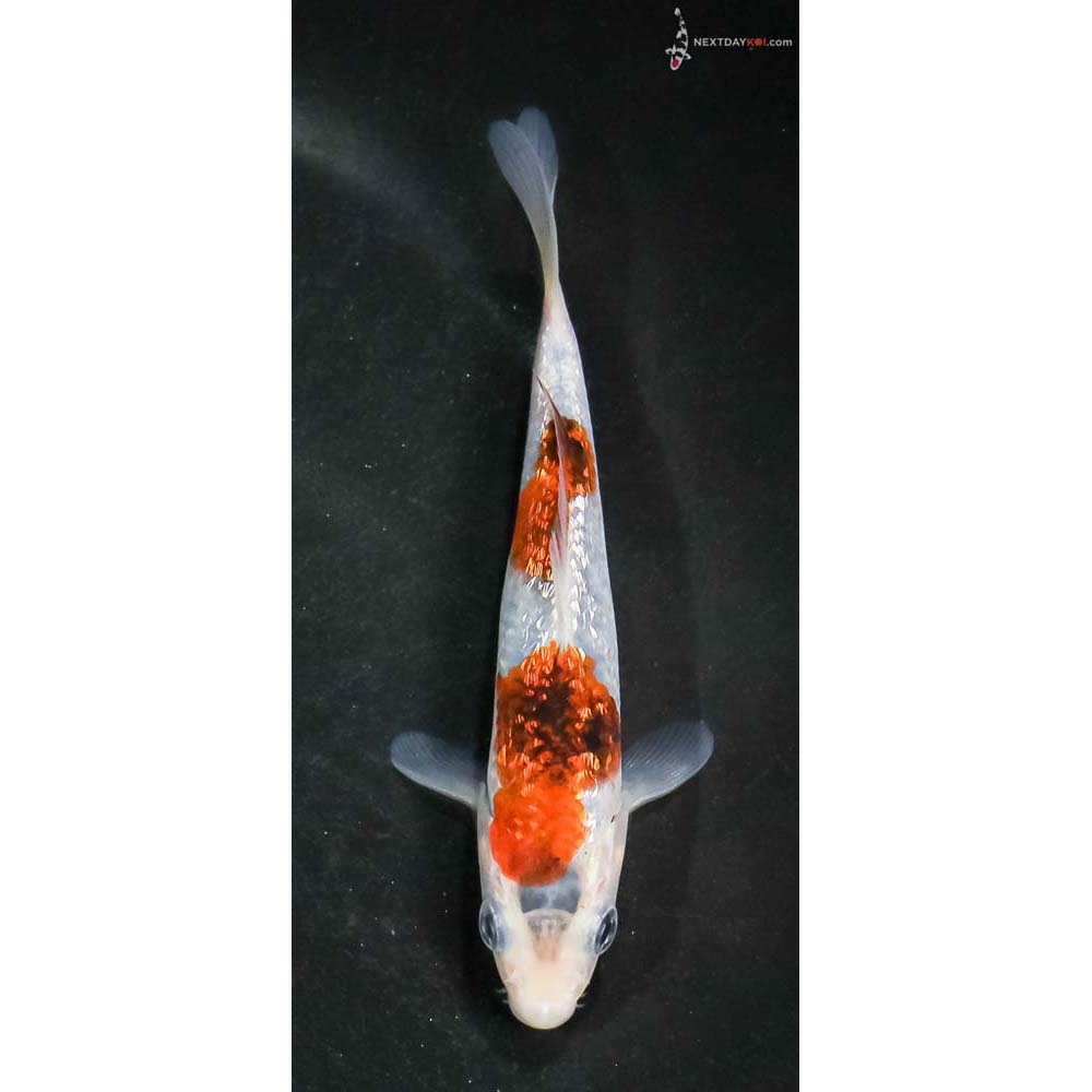 4.5” Imported Gin Rin Goromo