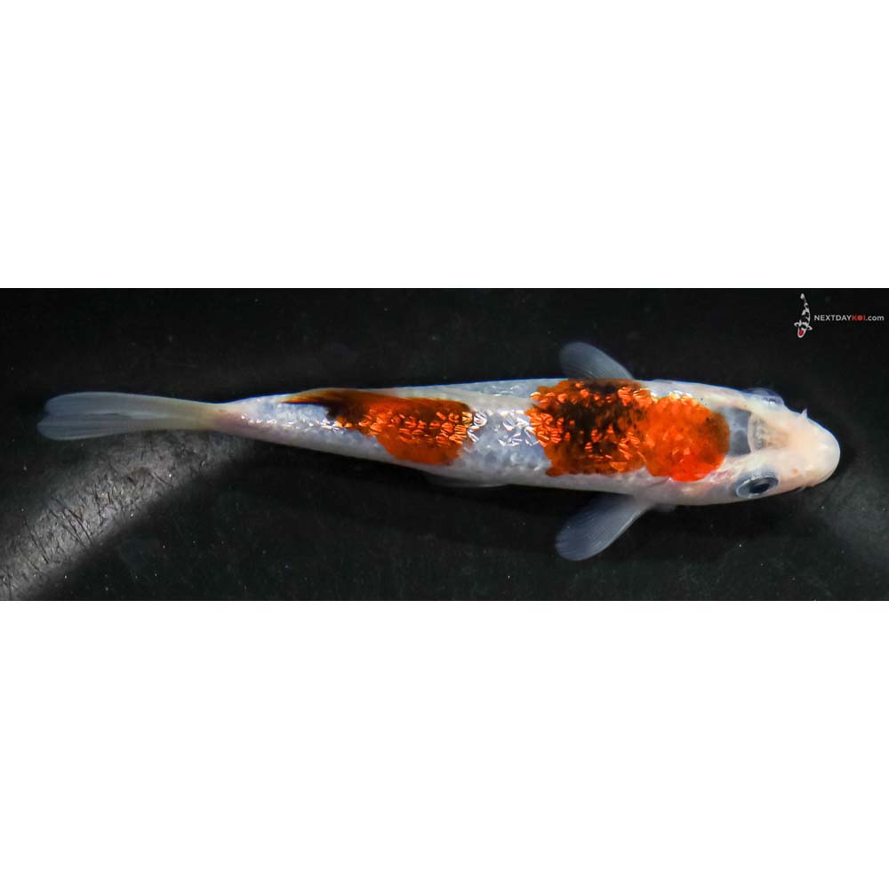 4.5” Imported Gin Rin Goromo - Image 2