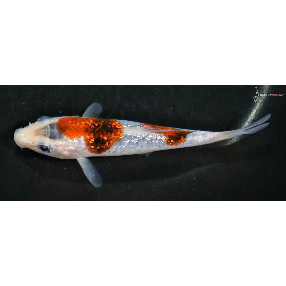 4.5” Imported Gin Rin Goromo - Image 4