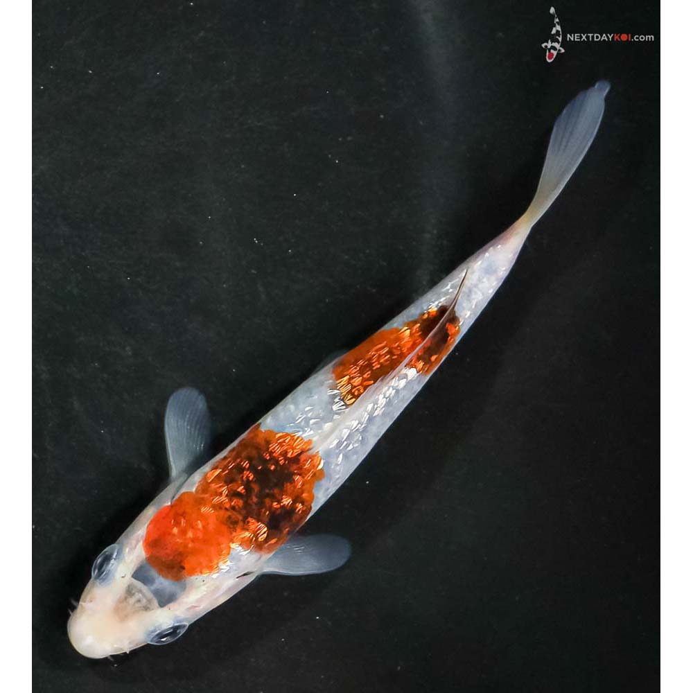 4.5” Imported Gin Rin Goromo - Image 5