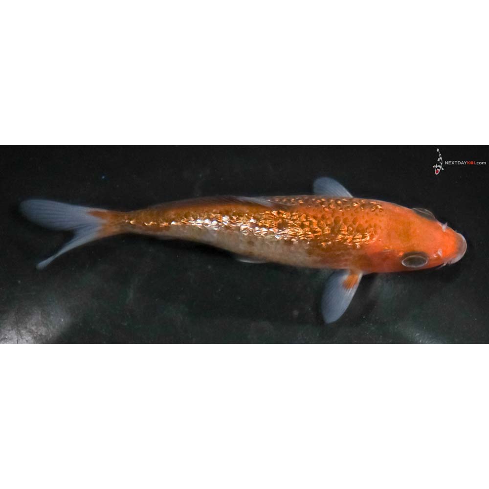 4.5” Imported Gin Rin Ochiba Shigure - Image 2