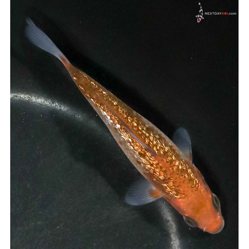 4.5” Imported Gin Rin Ochiba Shigure - Image 3