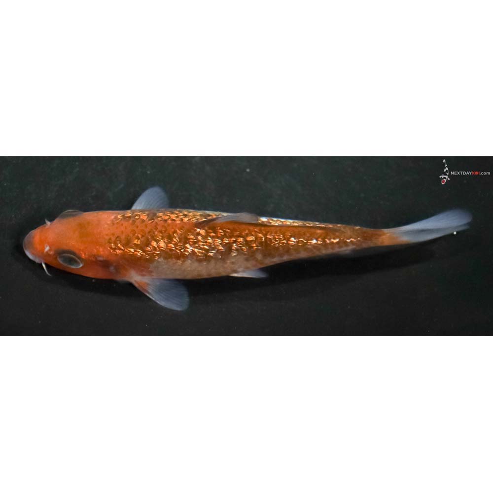 4.5” Imported Gin Rin Ochiba Shigure - Image 4