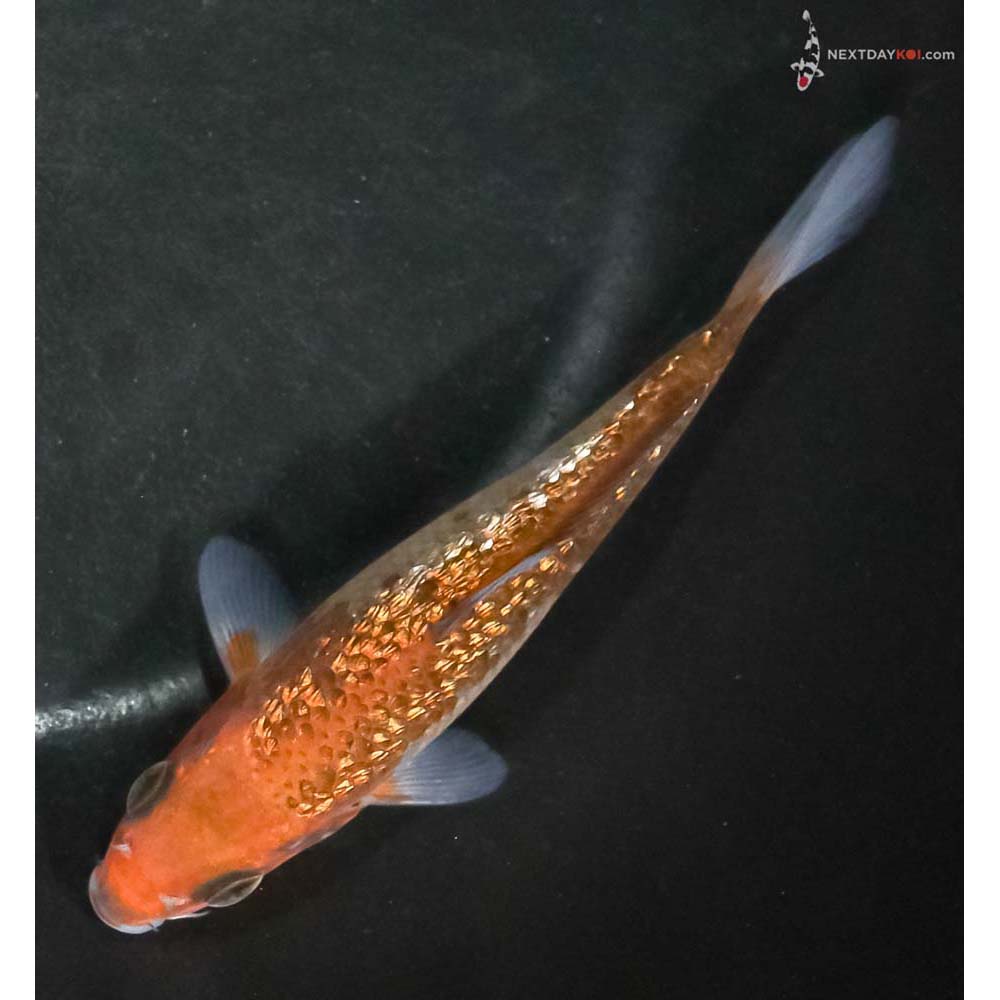 4.5” Imported Gin Rin Ochiba Shigure - Image 5