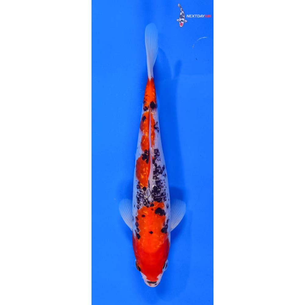 9” Imported Gin Rin Goshiki