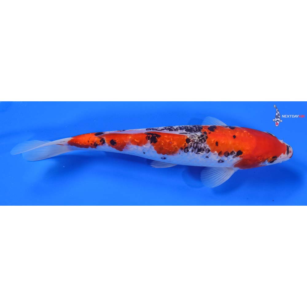 9” Imported Gin Rin Goshiki - Image 3