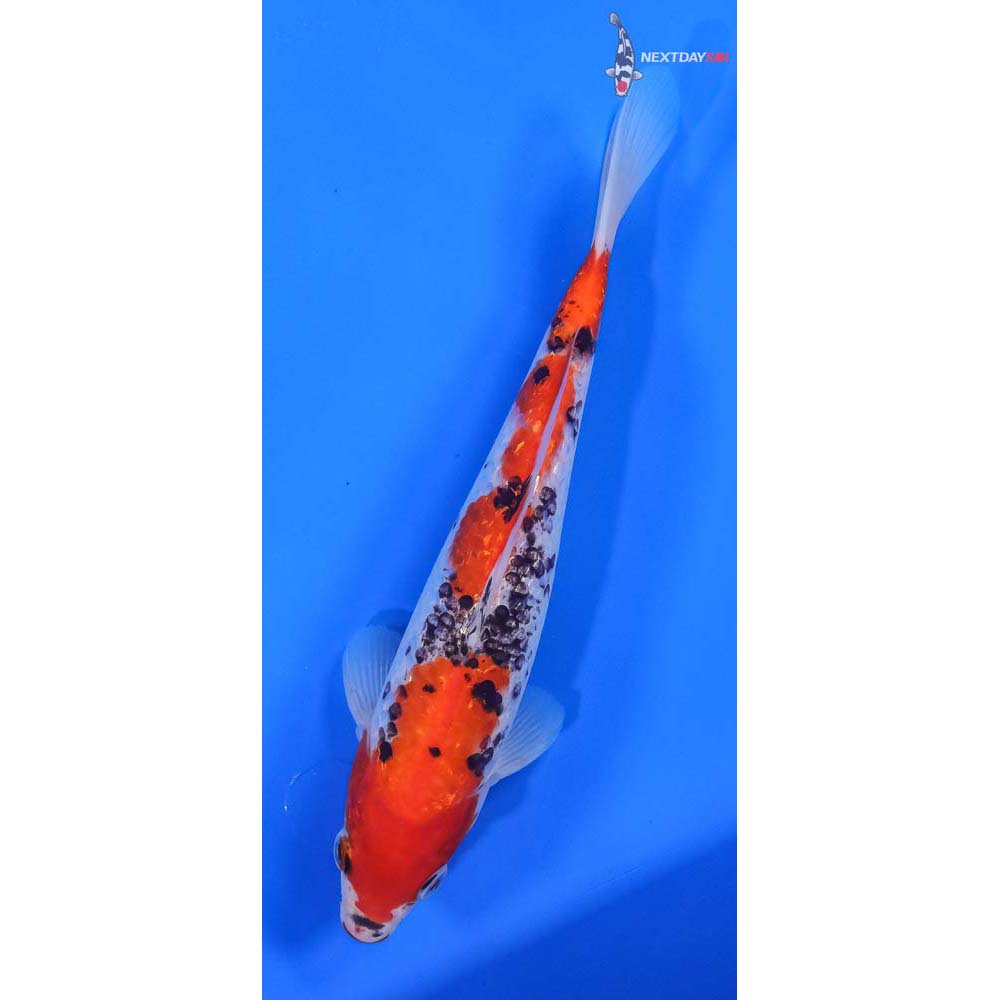 9” Imported Gin Rin Goshiki - Image 4