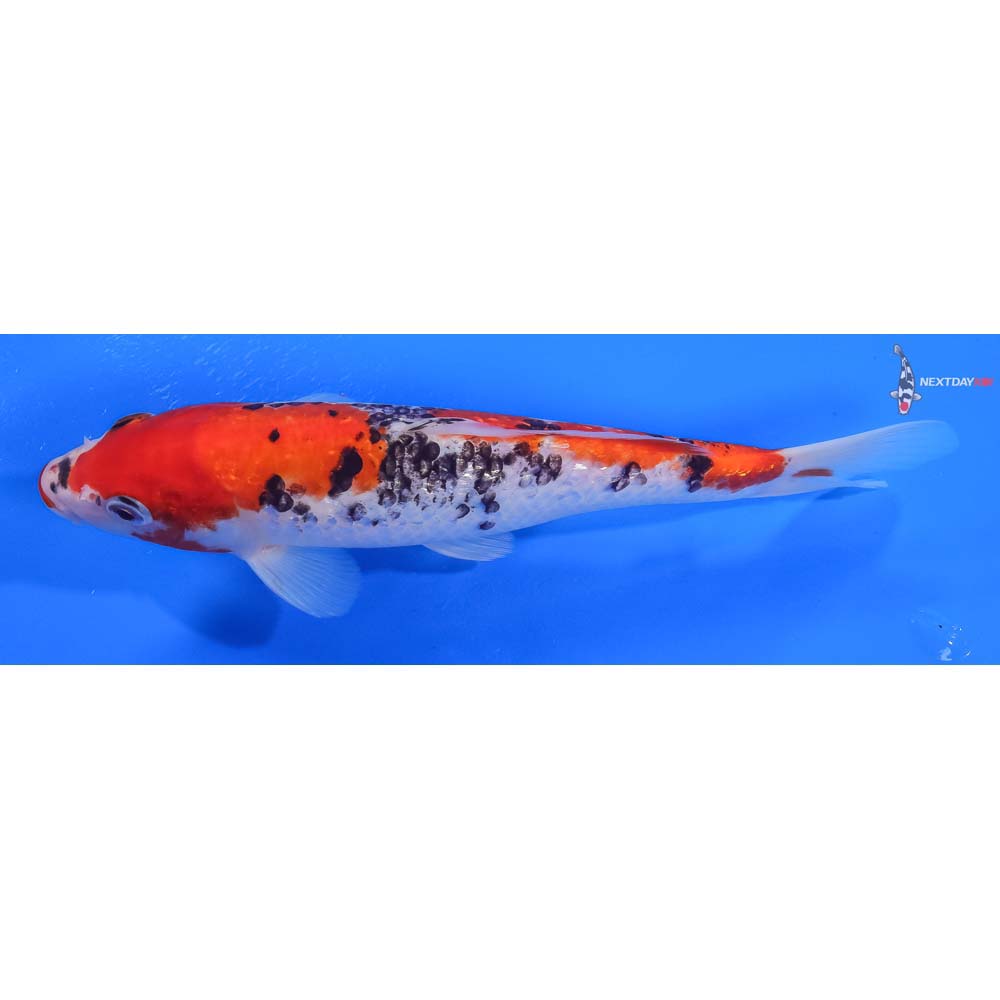 9” Imported Gin Rin Goshiki - Image 5