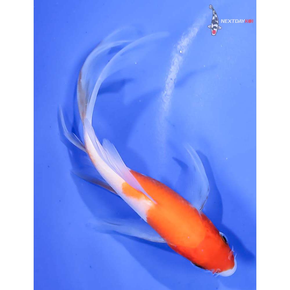 4.5” Imported Kohaku Butterfly Koi