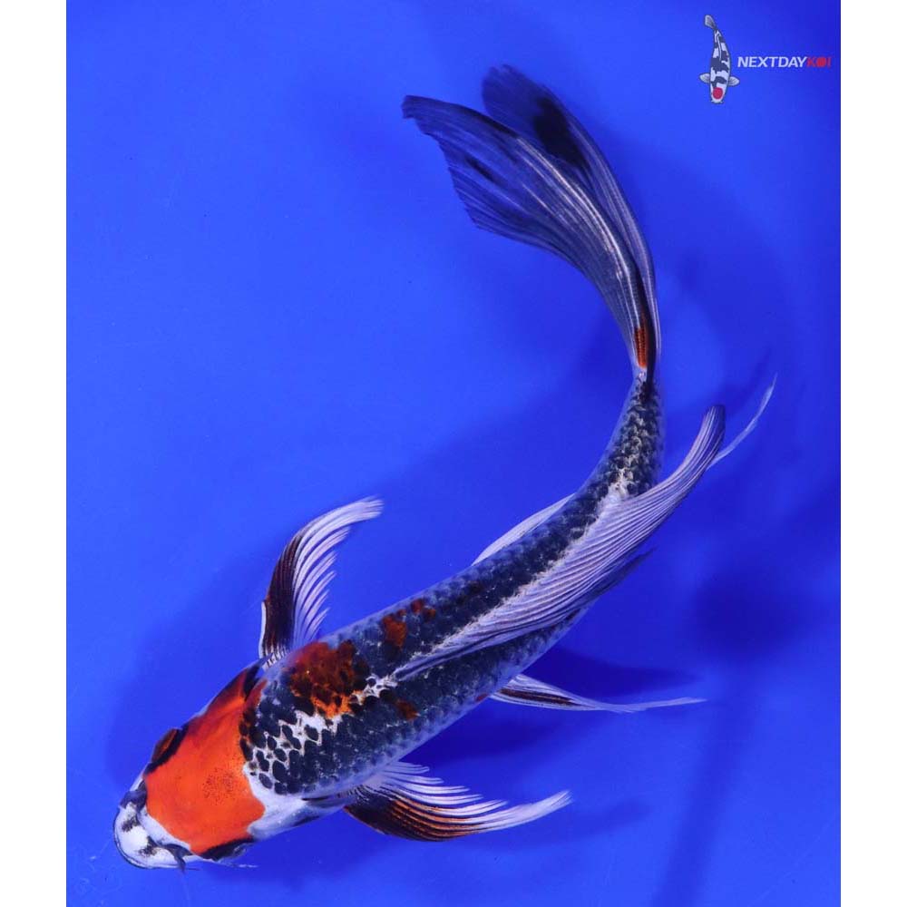 8” Imported Kujaku Butterfly Koi