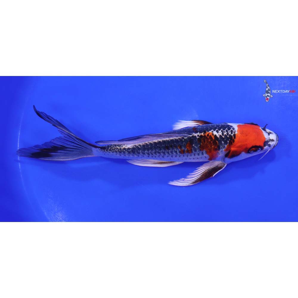 8” Imported Kujaku Butterfly Koi - Image 2