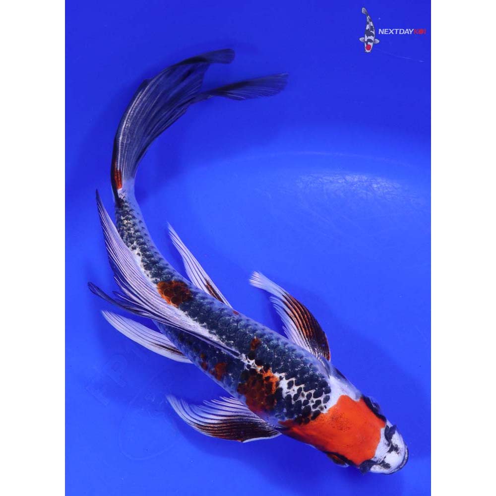 8” Imported Kujaku Butterfly Koi - Image 3