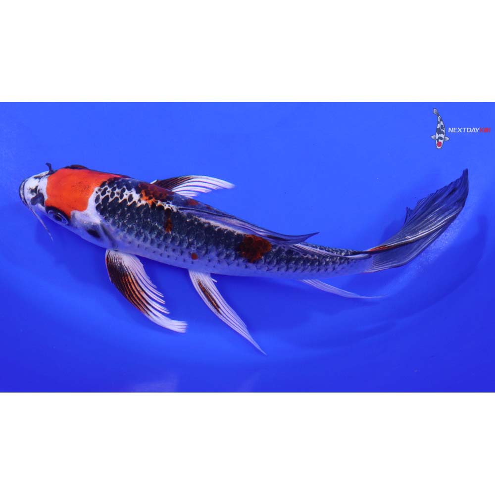 8” Imported Kujaku Butterfly Koi - Image 4