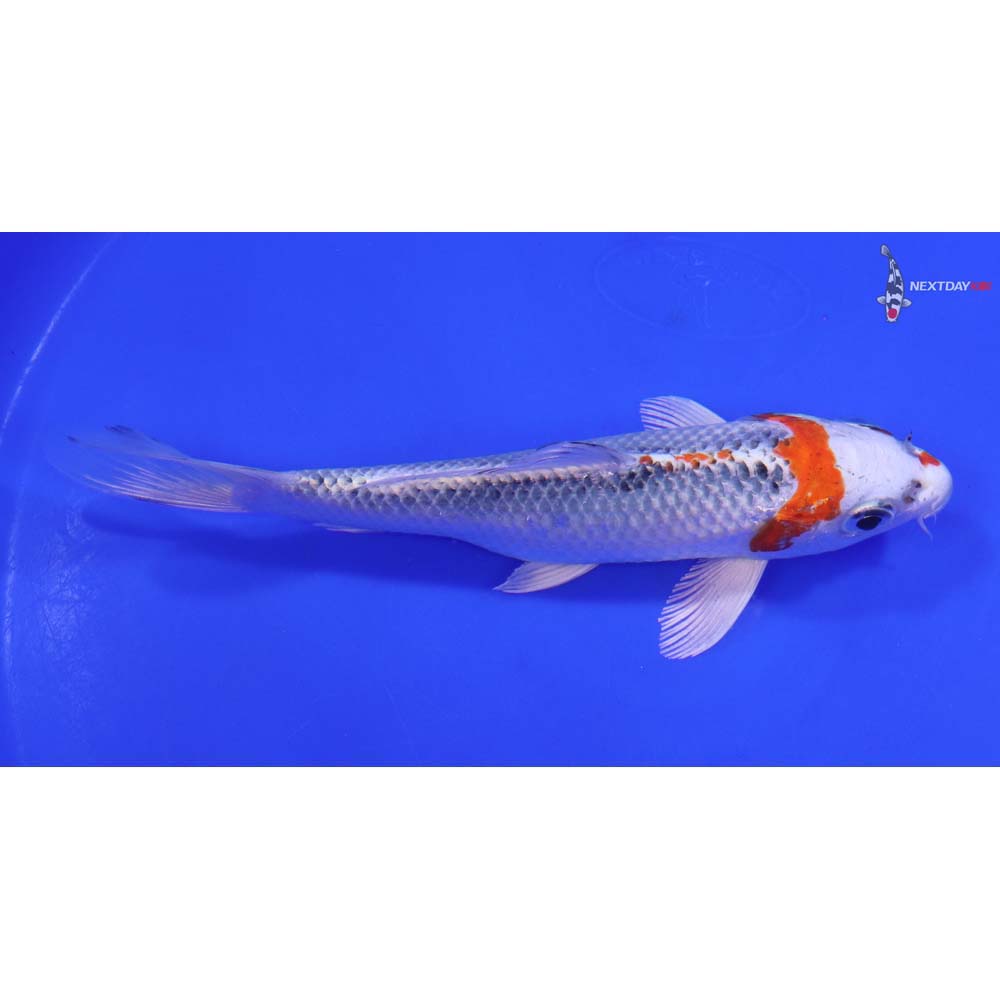 6.5” Imported Kujaku - Image 2