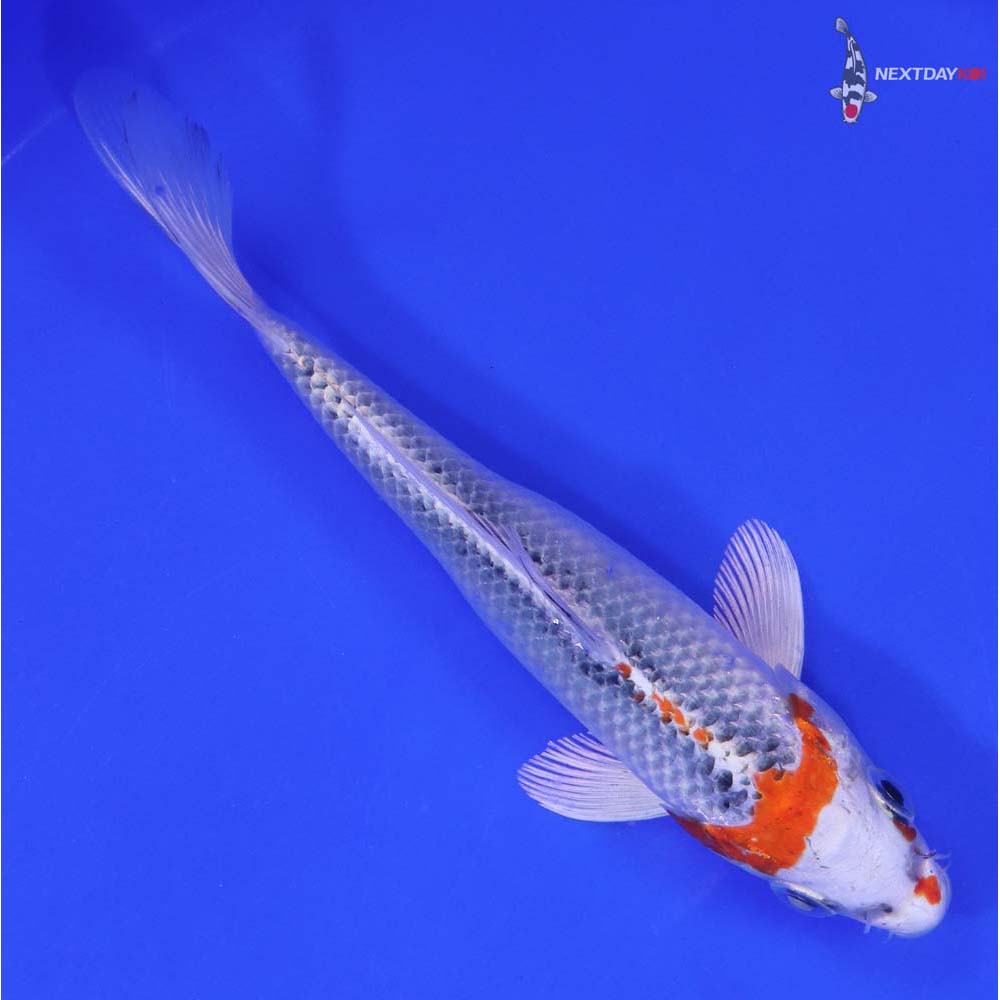 6.5” Imported Kujaku - Image 3