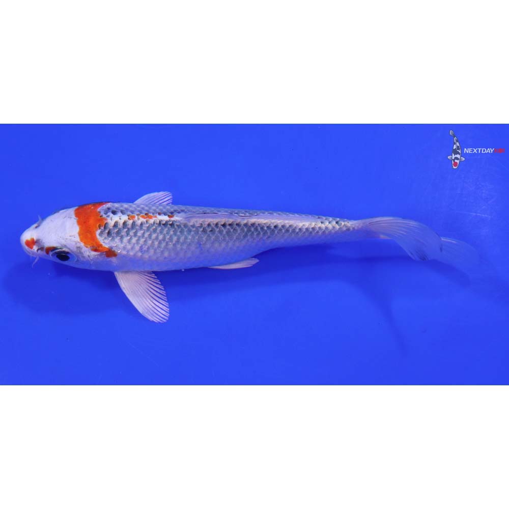 6.5” Imported Kujaku - Image 4