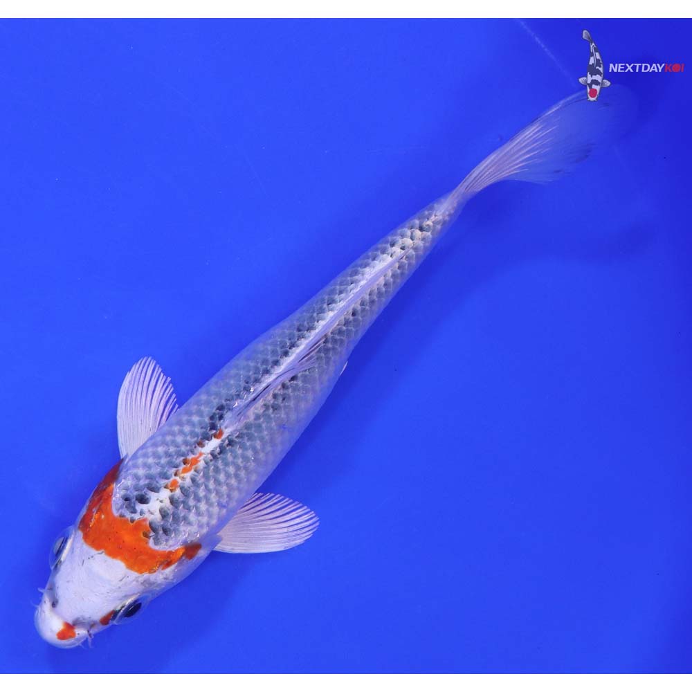 6.5” Imported Kujaku - Image 5