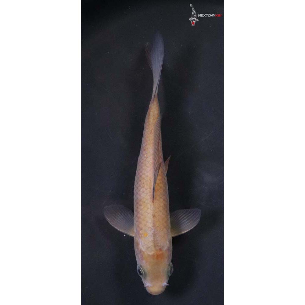 6.5” Imported Chagoi