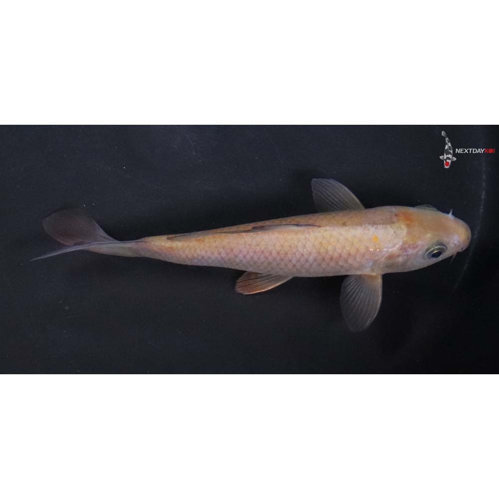 6.5” Imported Chagoi - Image 2