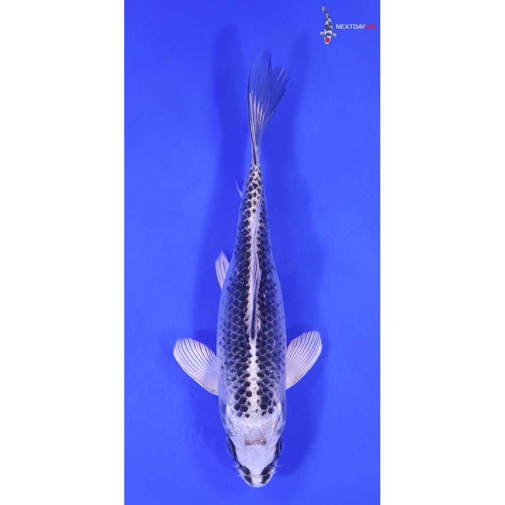 7” Imported Gin Matsuba