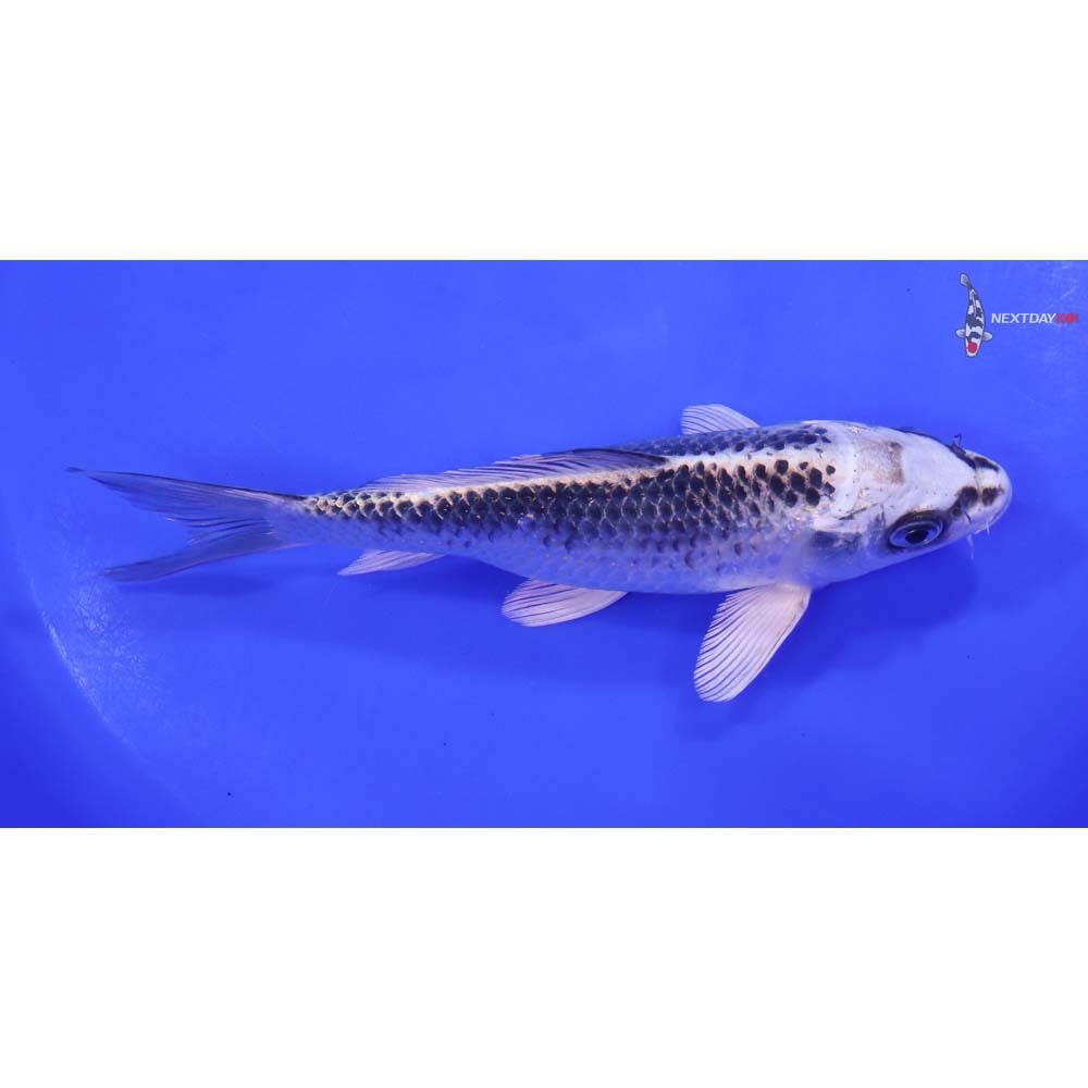 7” Imported Gin Matsuba - Image 2