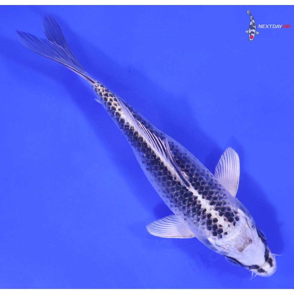 7” Imported Gin Matsuba - Image 3