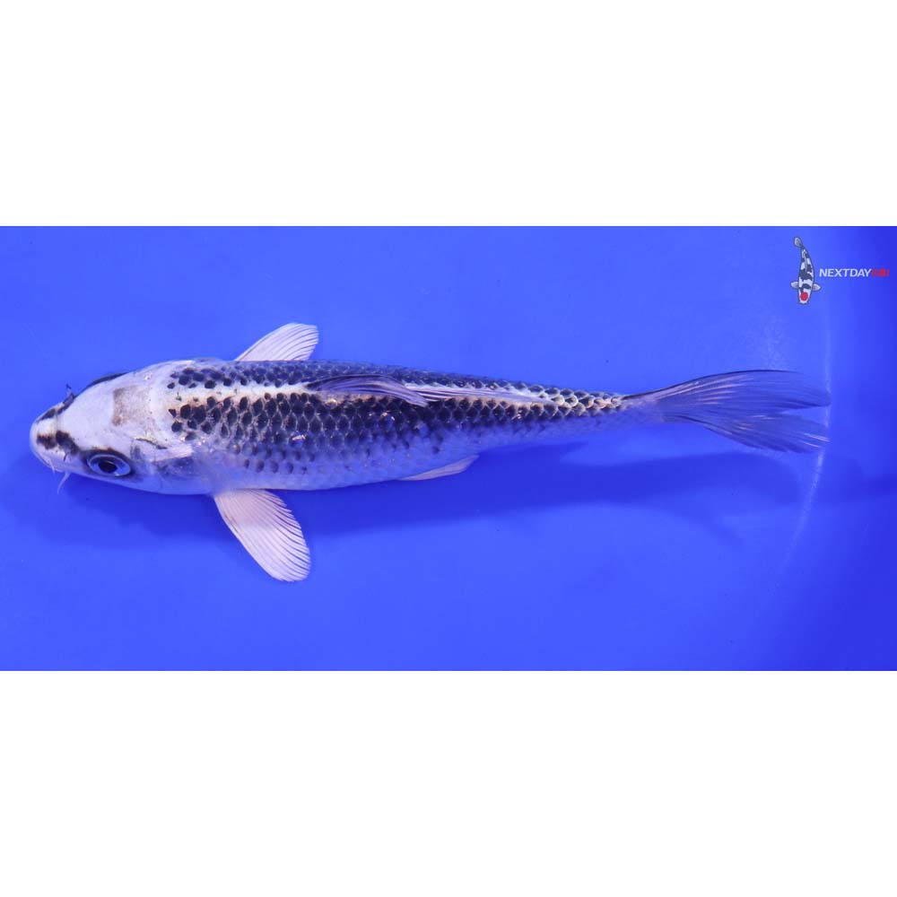 7” Imported Gin Matsuba - Image 4