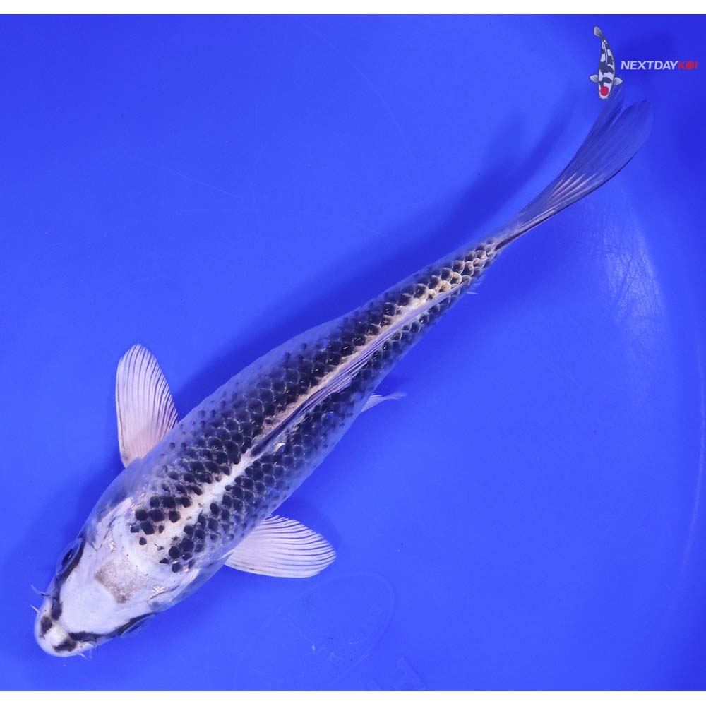 7” Imported Gin Matsuba - Image 5