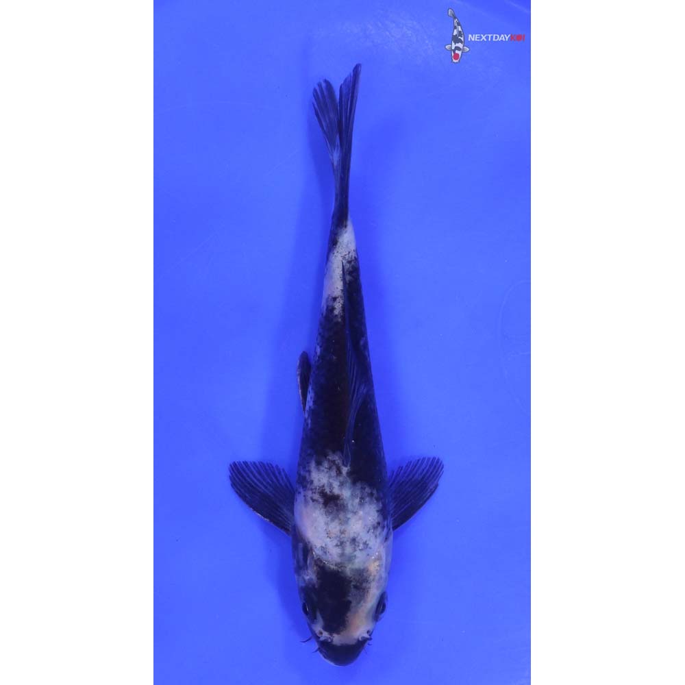 7” Imported Shiro Utsuri