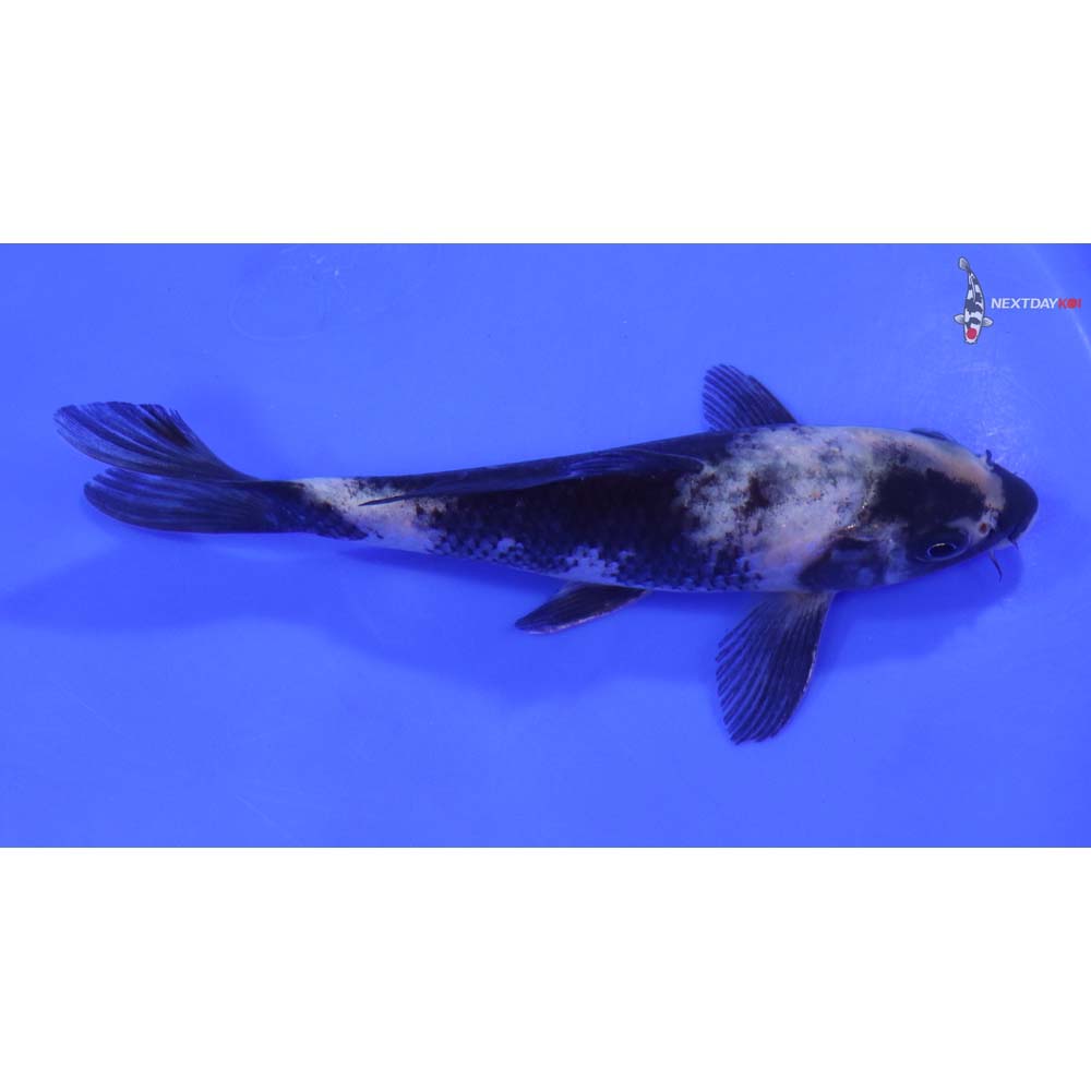 7” Imported Shiro Utsuri - Image 2