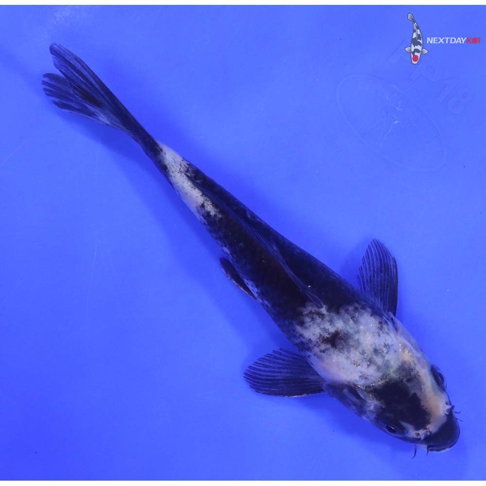 7” Imported Shiro Utsuri - Image 3