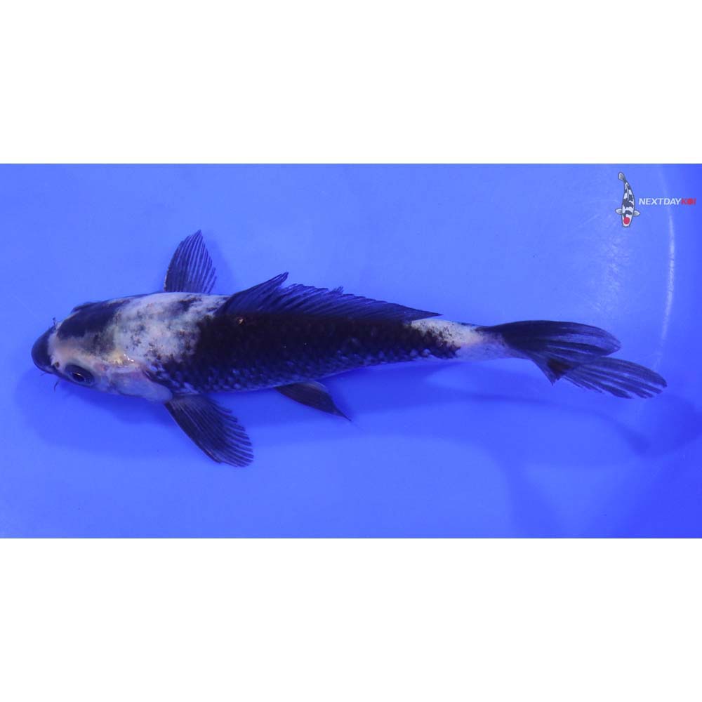 7” Imported Shiro Utsuri - Image 4