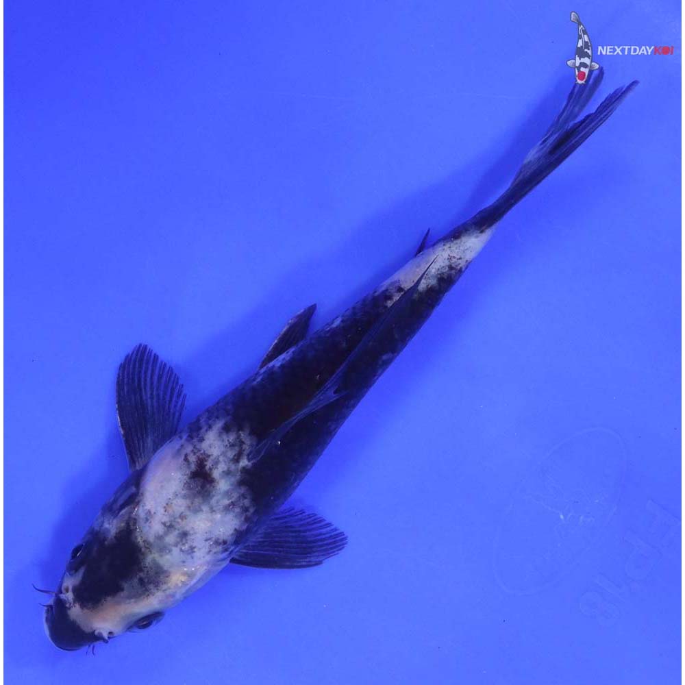 7” Imported Shiro Utsuri - Image 5