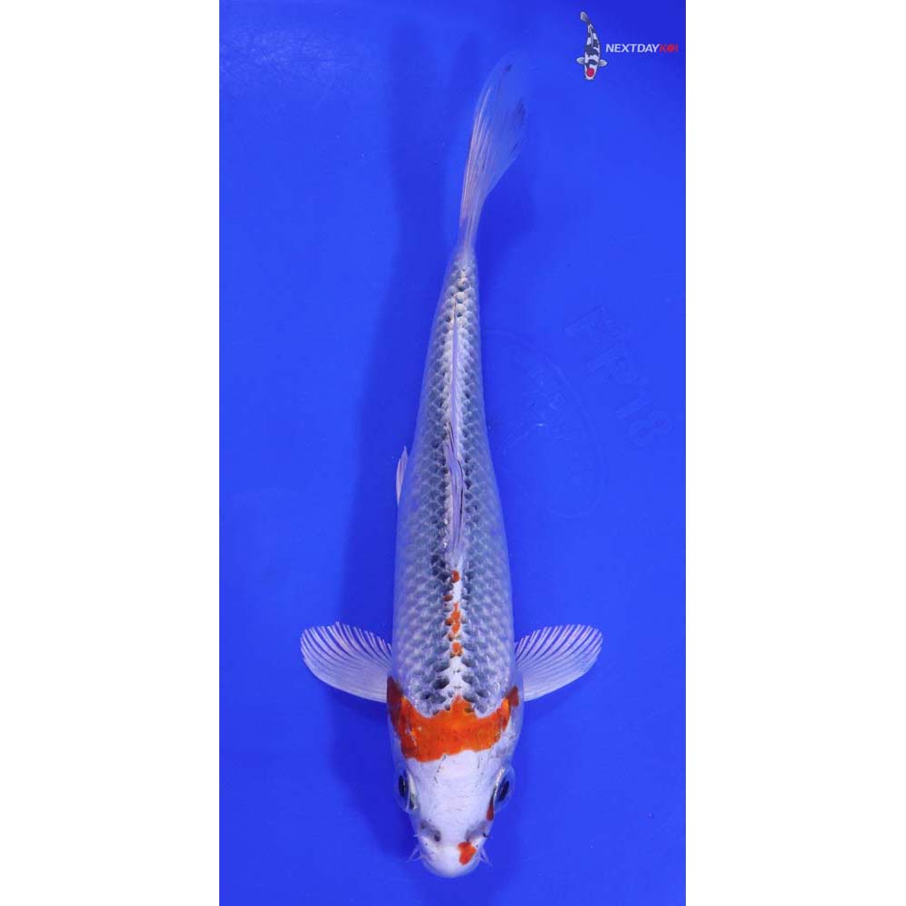 6.5” Imported Kujaku