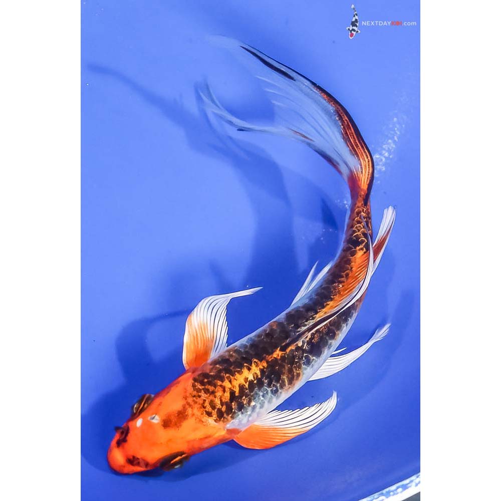 6” Imported Kujaku Butterfly Koi