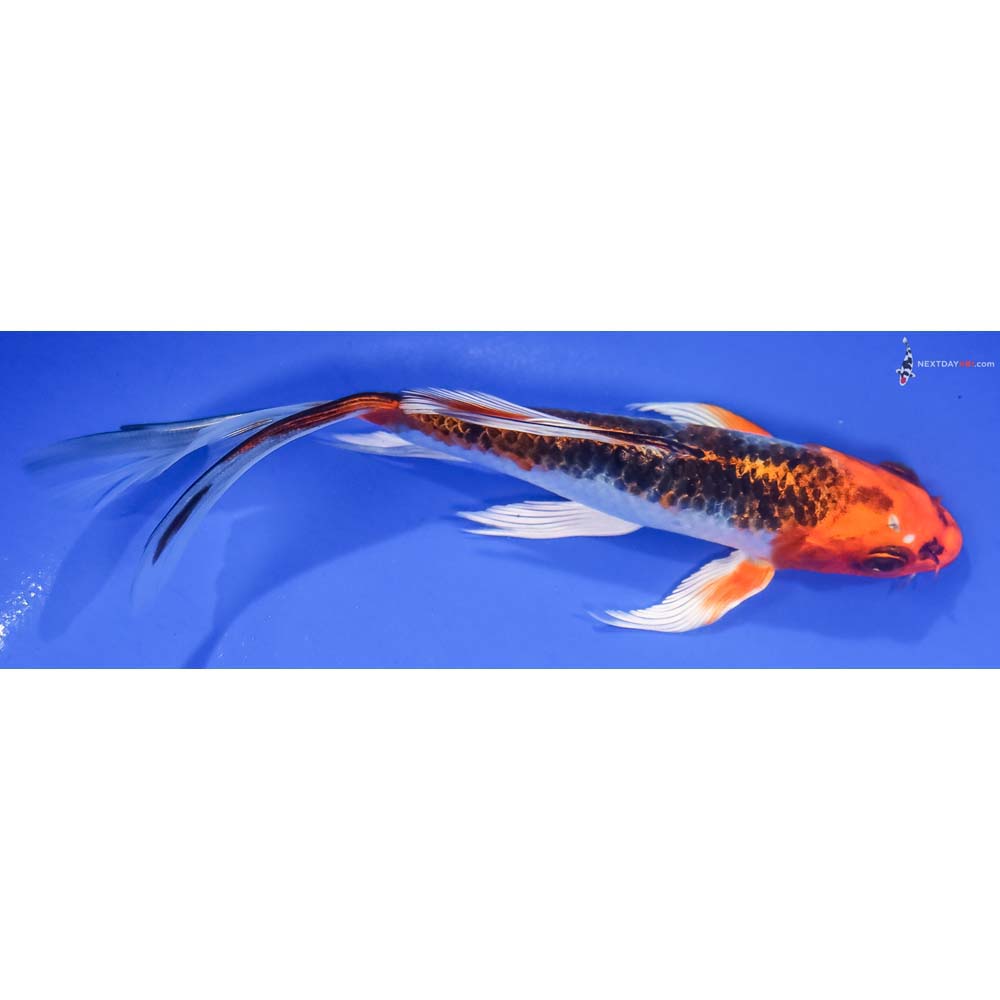 6” Imported Kujaku Butterfly Koi - Image 2