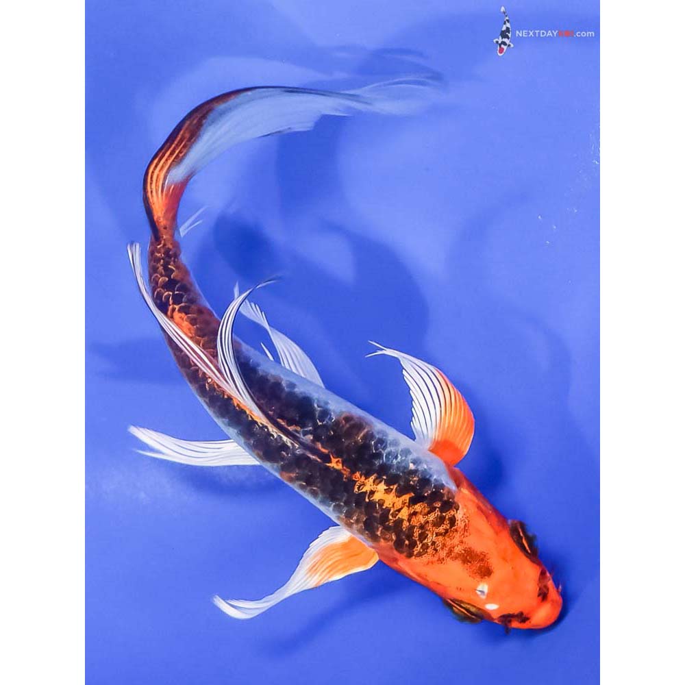 6” Imported Kujaku Butterfly Koi - Image 3