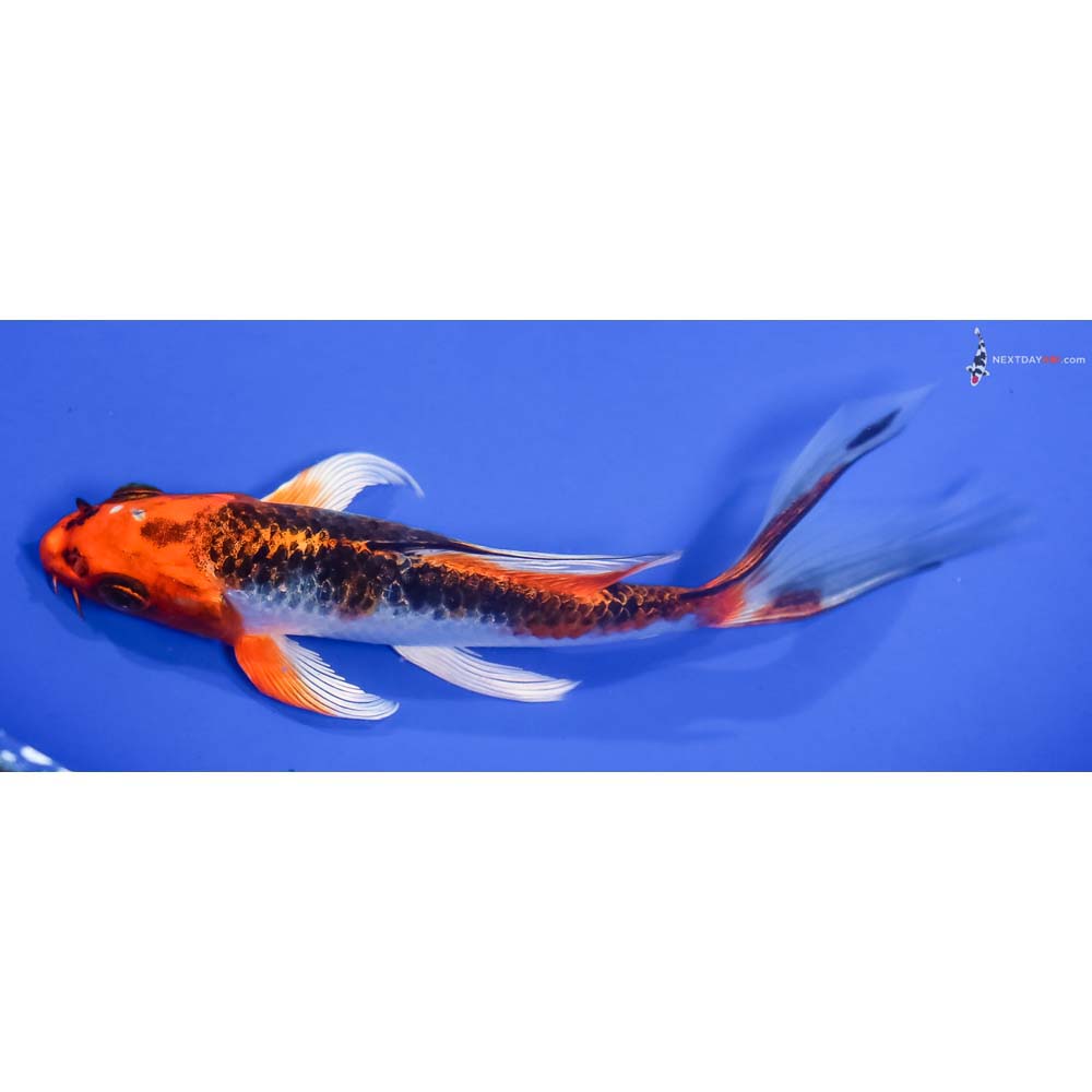 6” Imported Kujaku Butterfly Koi - Image 4