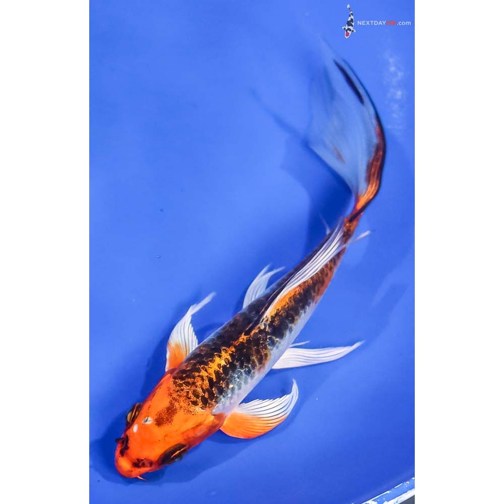6” Imported Kujaku Butterfly Koi - Image 5