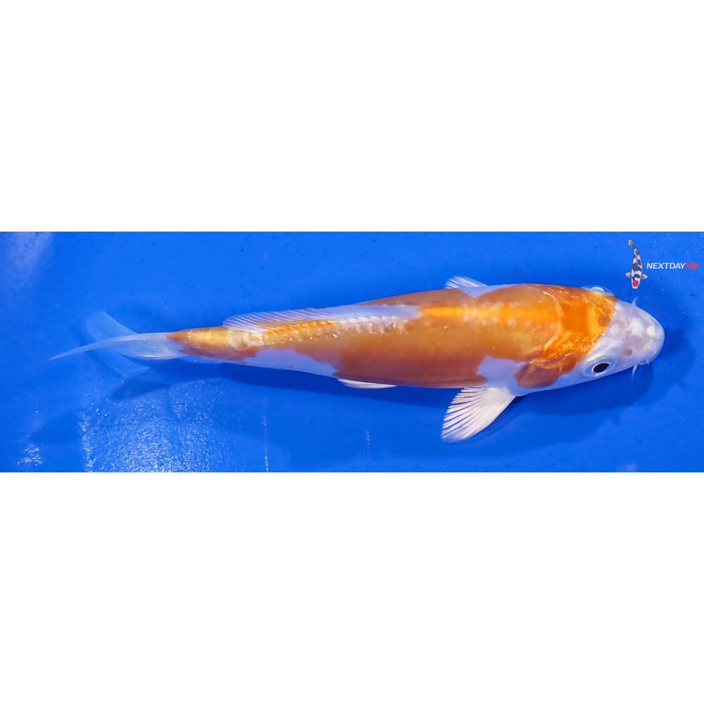 4” Imported Kikusui - Image 2