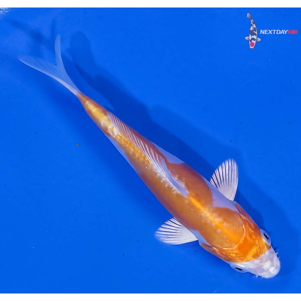 4” Imported Kikusui - Image 3