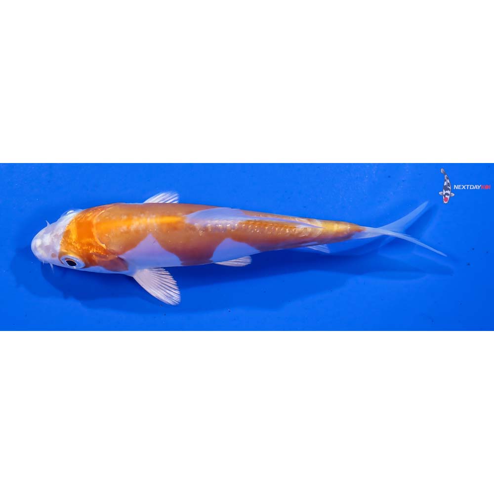 4” Imported Kikusui - Image 4