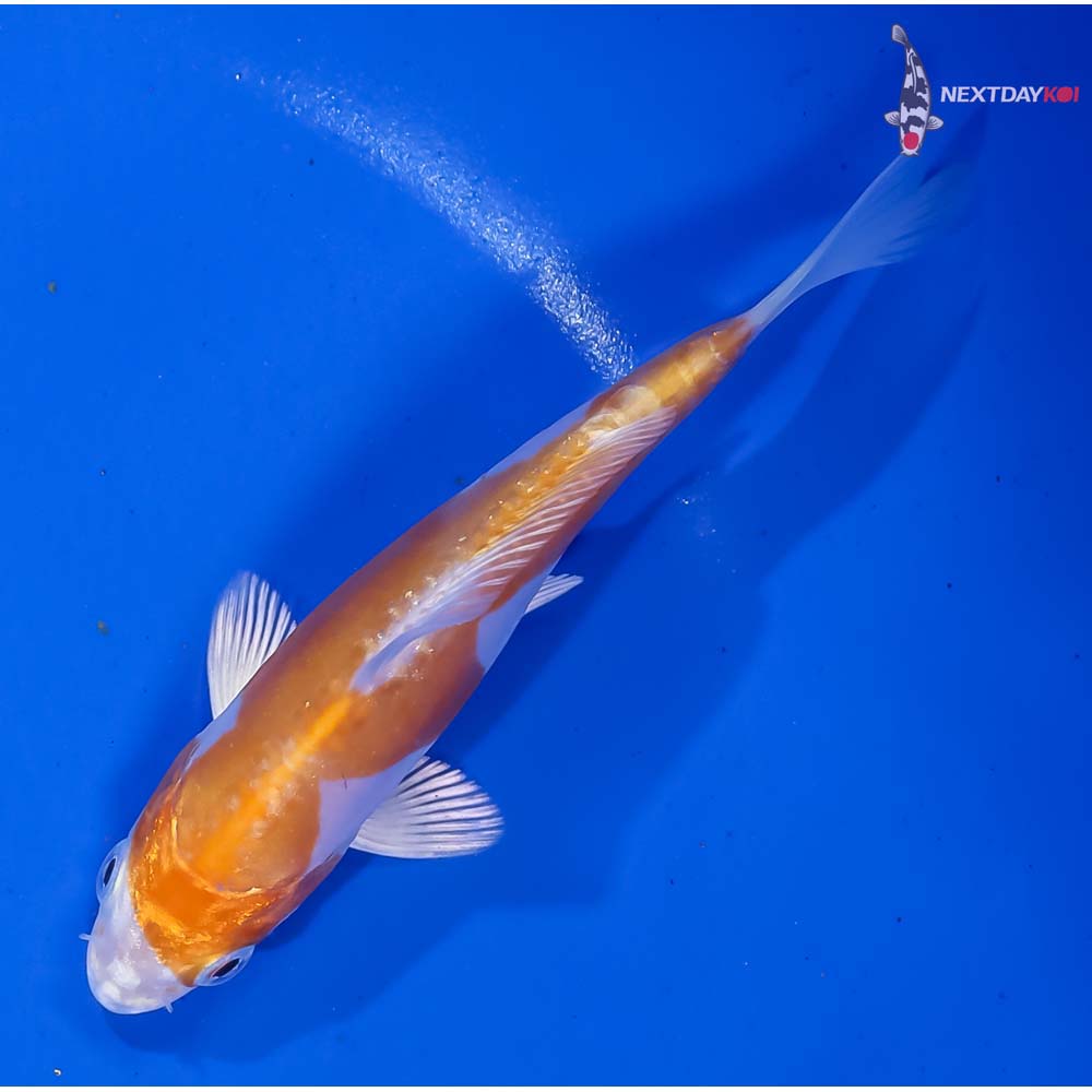 4” Imported Kikusui - Image 5