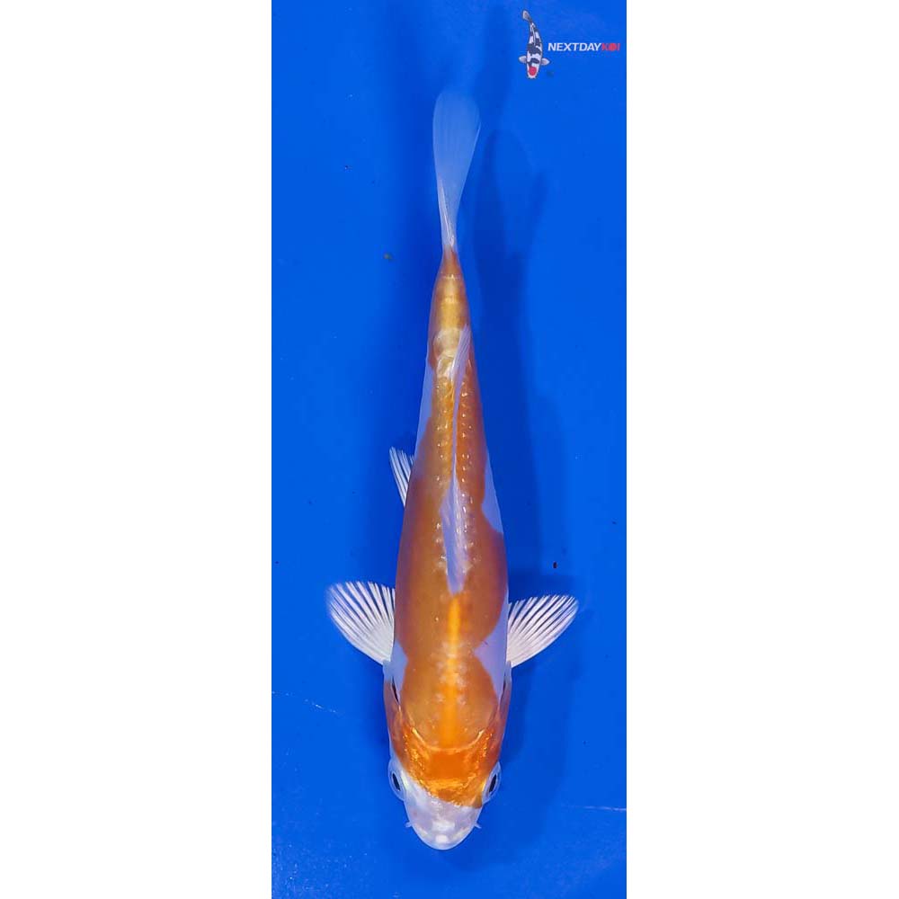 4” Imported Kikusui