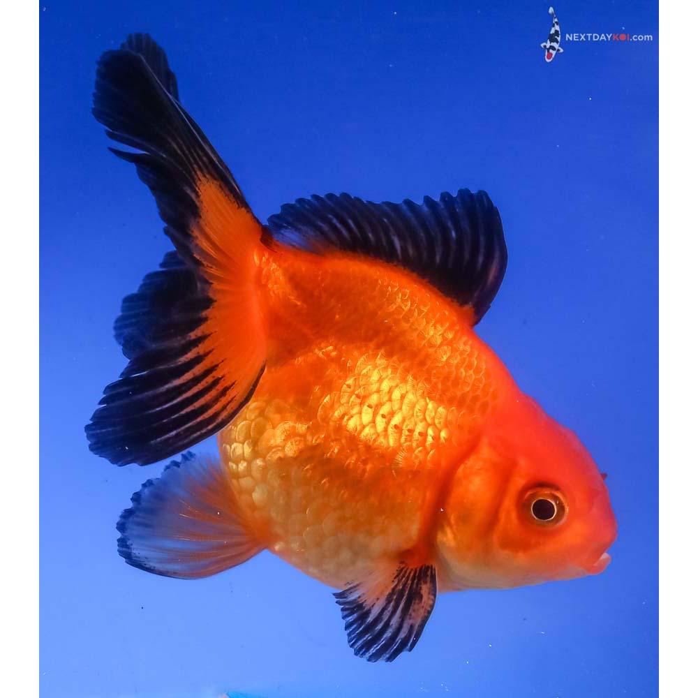 3.5” Imported Red and Black Pearlscale - Image 2