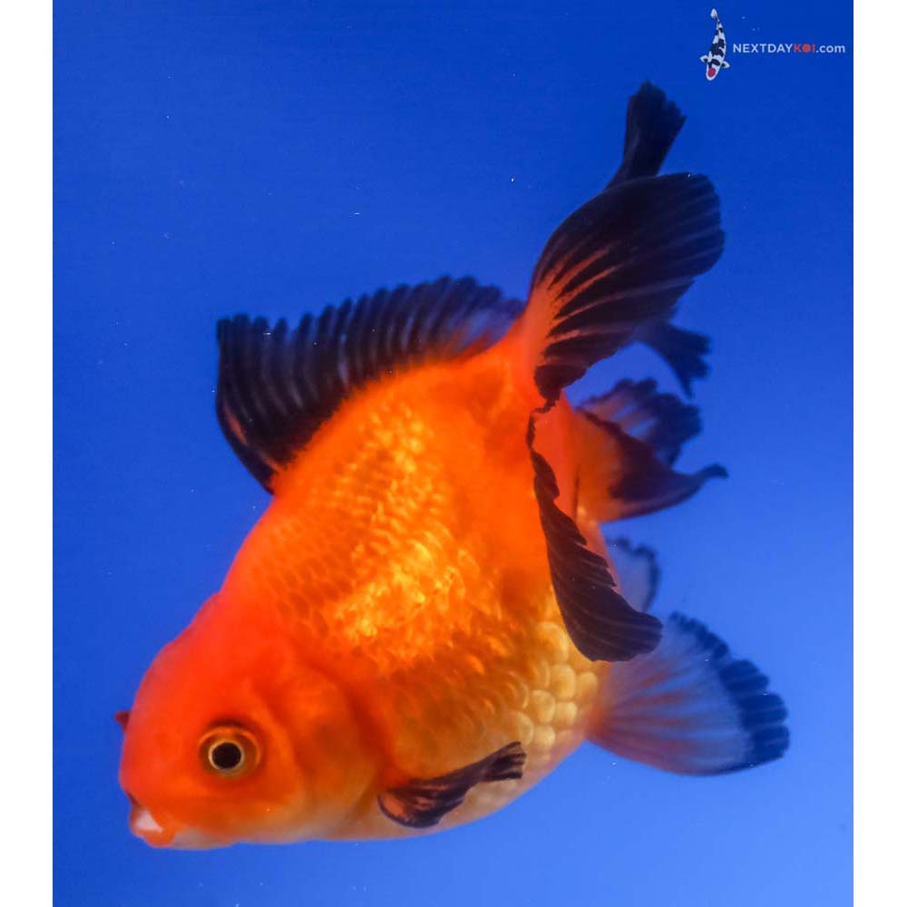 3.5” Imported Red and Black Pearlscale - Image 3