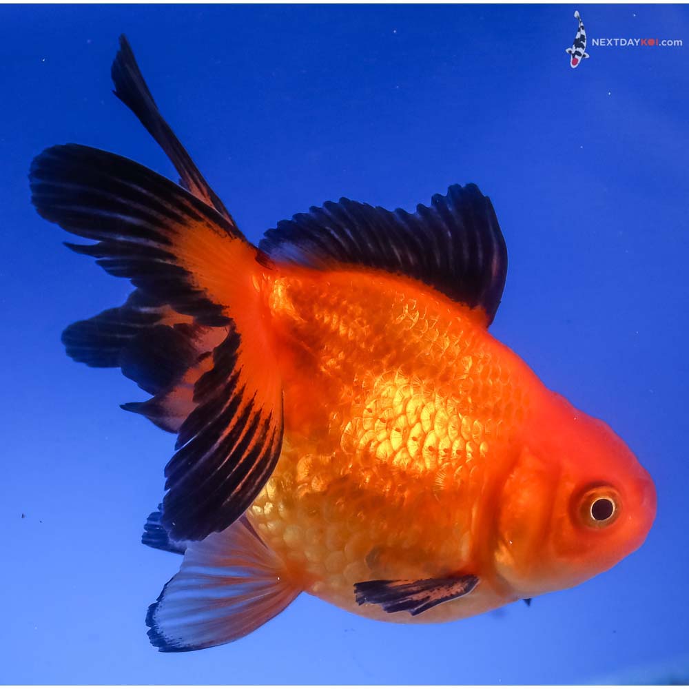 3.5” Imported Red and Black Pearlscale - Image 4